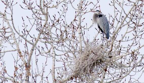 Bird Photography: Blue Heron