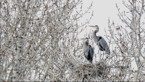 Blue Heron