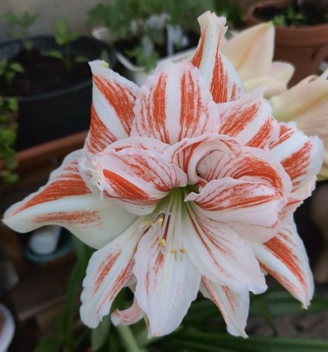eine große gefüllte Blüte einer Amaryllis mit mehreren Lagen breiten, zum Ende spitzer werdenden Blütenblättern, die weiß sind mit kräftig roten Streifen rechts und links. Die roten Streifen sehen aus wie mit einem breiten Pinsel gemalt, der zwischendurch etwas Farbe nicht aufgetragen hat. Aus der Blütenmitte ragen die langen Staubfäden heraus.