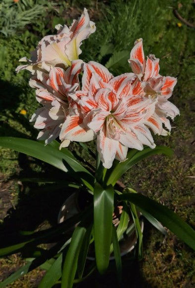 Eine komplette Amaryllis-Pflanze im Topf mit vier großen Blüten an einem langen Blütenstiel, die in vier verschiedene Richtungen zeigen.
Die Blüten sind gefüllt mit mehreren Lagen breiten, zum Ende spitzer werdenden Blütenblättern, die weiß sind mit kräftig roten Streifen rechts und links. Die roten Streifen sehen aus wie mit einem breiten Pinsel gemalt, der zwischendurch etwas Farbe nicht aufgetragen hat. Aus der Blütenmitte ragen die langen Staubfäden heraus. Sie wirken wie aufgepufft.
Im unteren Bereich der Pflanze sind die kräftig grünen, sehr langen Blätter der Pflanze zu sehen, die zum Teil auftrecht empor ragen, zum Teil schon nach unten gebogen sind.