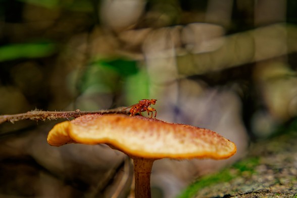 A small red insect is perched on top of an orange mushroom in a forest setting. The background is blurred, showing green and brown hues, indicating foliage and branches. The mushroom has a slightly curved cap with a textured surface.