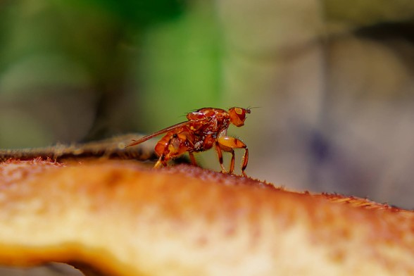 A closer view of a small red insect is perched on top of an orange mushroom in a forest setting. The background is blurred, showing green and brown hues, indicating foliage and branches. The mushroom has a slightly curved cap with a textured surface.