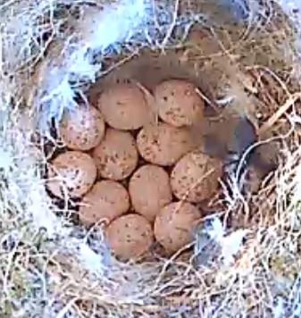 Eleven speckled eggs crowded into the nest bowl