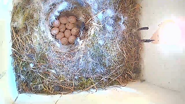 11 eggs speckled in a bowl in the middle top of the blue tit nest. Lots of feathers and grass circling round