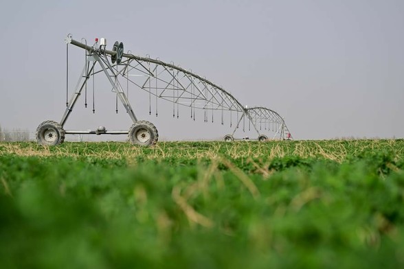 China restores Belgium-sized grasslands annually-Xinhua