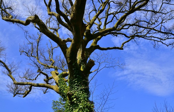 Tree in Exmoor.