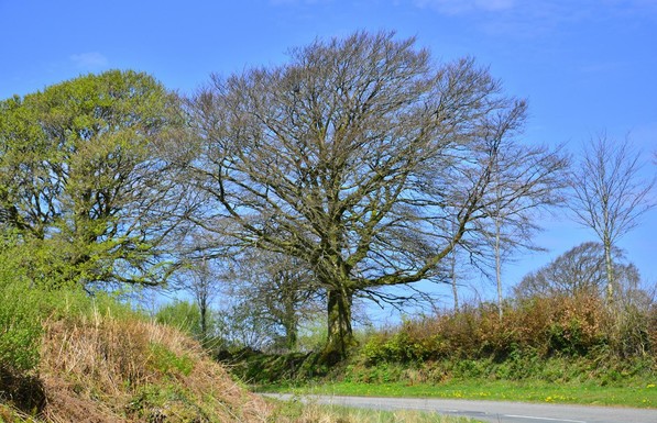 Tree in Exmoor.