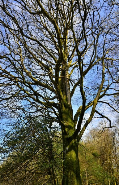 Tree in Exmoor.
