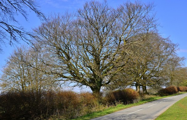 Tree in Exmoor.
