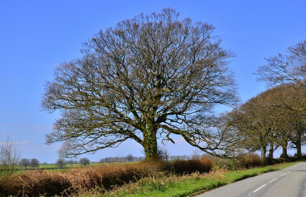 Tree in Exmoor.