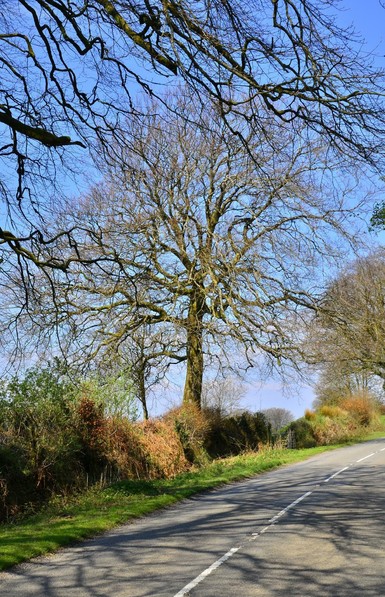 Tree in Exmoor.