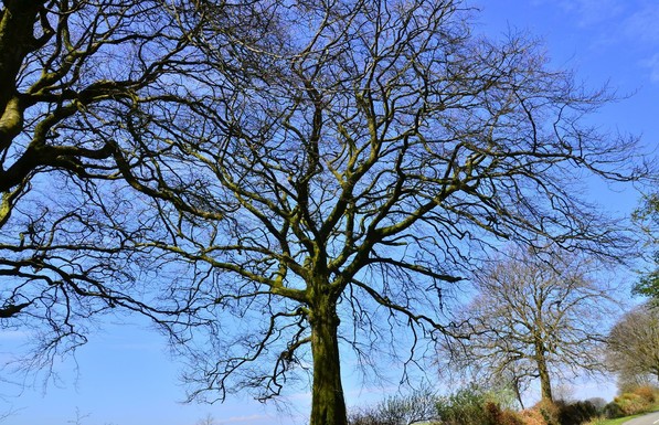 Tree in Exmoor.