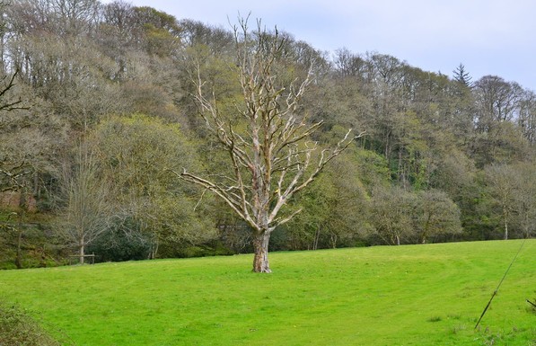 Dead tree in Exmoor.