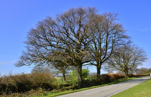 Tree in Exmoor.