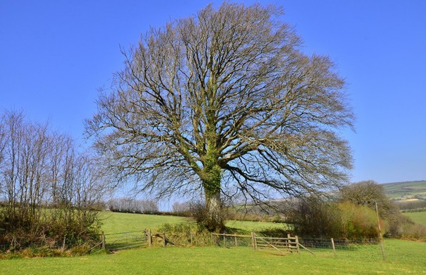 Tree in Exmoor.
