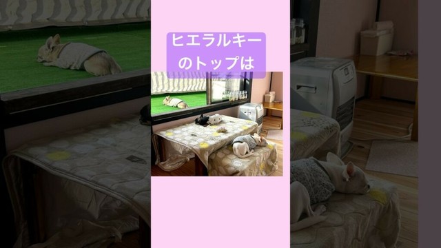 チワワ３兄弟🐕日向ぼっこでわかる絶対権力者【多頭飼いスムチーず】 #chihuahua #多頭飼い #チワワ