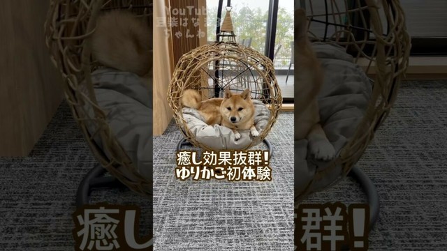 癒し効果抜群！犬用ゆりかご初体験しました #Shibainu #shortvideo