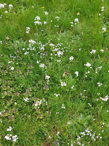 Eine Blumenwiese mit verschiedenen Wildpflanzen und hell-lila blühendem Wiesenschaumkraut. Irgendwo im Bild befindet sich ein kleiner weißer Schmetterling mit orangen Flügelspitzen.