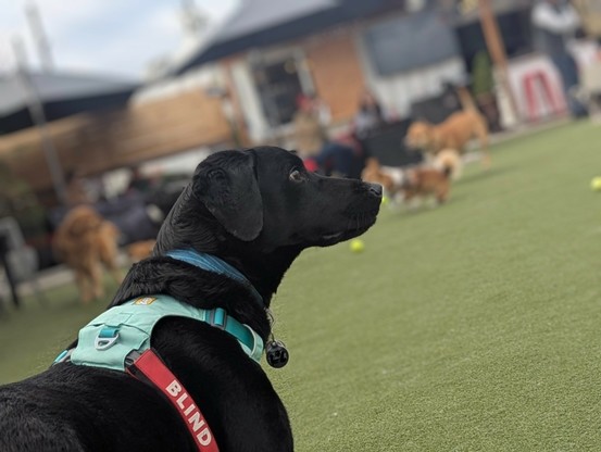 Black lab staring and listening to dogs play around him on Astro turf. He's wearing a turquoise harness with a red Velcro warning wrap with the words BLIND. Photo taken with the "portrait" style blurred background there is a golden golden retriever and corgi running.

His collar with the owner PII ion the tag is visible but some Android paint has covered it with L O L in black.