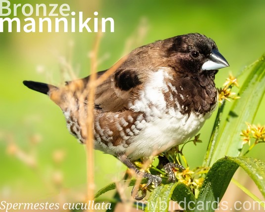 🌍 Bronze mannikin (Spermestes cucullata) 

The bronze mannikin, also known as the bronze munia, is a small, compact finch, with a blackish head, grey bill, and brown upperparts. Its white underparts have brown barring on the flanks. A key feature is the darker, iridescent patch on the upper wing feathers. This gregarious bird is widespread across sub-Saharan Africa in grassy areas, open woodlands, and gardens. Bronze mannikins are often seen in flocks, foraging mainly on seeds and occasionally insects. They build ball-shaped nests, sometimes near wasp nests, and both parents care for the young. Two subspecies are recognised. 

Conservation status: Least Concern (IUCN 3.1)

📷: Photo by jeanvdmeulen via Pixabay https://pixabay.com/photos/bronze-mannikin-bird-avian-nature-3607636/

LIOU