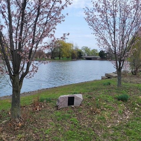 Two cherry trees with a plaque in the middle