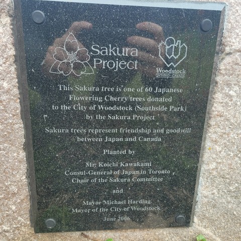 Sakura Project

Thus Sakura tree is one of 60 Japanese Flowering Cherry trees donated to the City of Woodstock by the Sakura Project

Sakura trees represent friendship between Japan and Canada

Planted by

Mr. Koichi Kawakami
Consul-General of Japan in Toronto 
Chair of the Sakua Committee

And

Mayor Michael Harding
Mayor of the City of Woodstock

June 2006