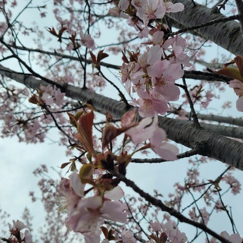Blooms and brances reaching up