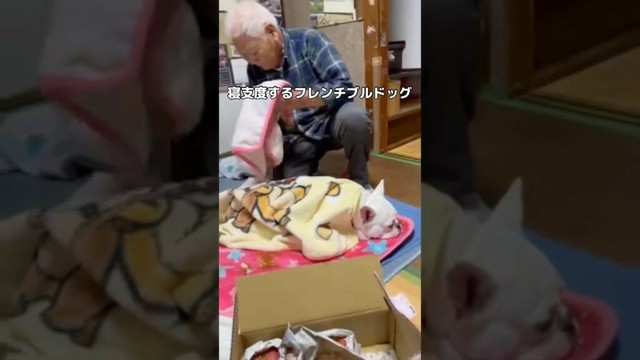 疲れた日は早めの寝支度をするフレンチブルドッグ #フレンチブルドッグ #フレブル #犬とおじいちゃん #shorts