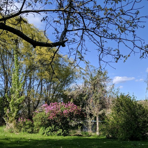 A photo showing the view towards the orchard/pasture looking northeast. There is a yet to be removed very tall cottonwood sucker on the left, lilac suckers and lilac bush near the center, a scraggly juniper tree left of it, and a forsythia bush in the shadow on the right. Between the lilac and juniper is are fruit trees beyond a fence. In the foreground up high are english walnut branches with leaves emerging. Up high and in the left corner are yellow leaves/bloom of aus hybrid willows. The sky is mostly blue with some small clouds in the upper right area of the photo.