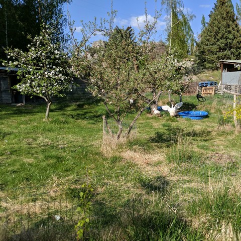 A view looking northeast showing a Gravenstein tree on the left, a Spitz graft tree in the near center, a Jonathan behind it to the right, and two geese next to their blue pools under the Jonathan. One of the geese is flapping his wings at the photographer. There's a silver birch, a couple of spruce type conifers, Lombardy poplars, Douglas fir, and rocks in the distant background. The upper left is dark and shadows of various trees.