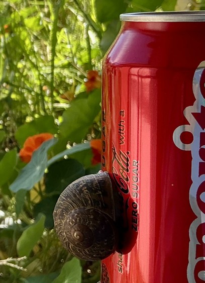 A snail asleep on an unopened can of Coca Cola.