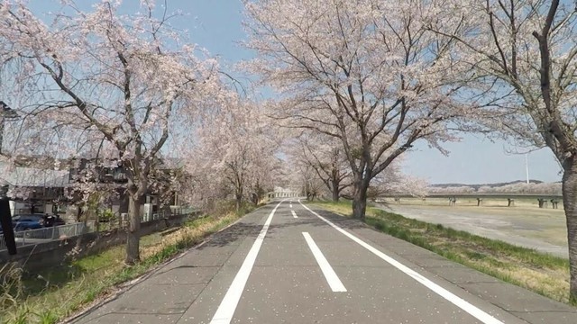 自転車で花見・久慈川サイクリングロード(福島県東白川郡)　2025年4月17日