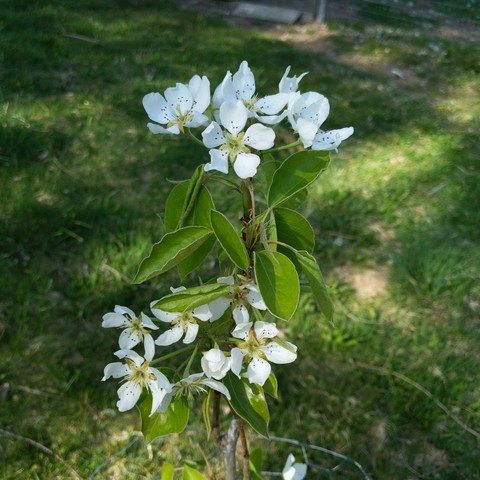 A bosc pear tree with about a dozen blossoms. It was planted 1 year ago. The blossoms are white with 5 petals that are separated from each other. It has shiny green pear leaves...