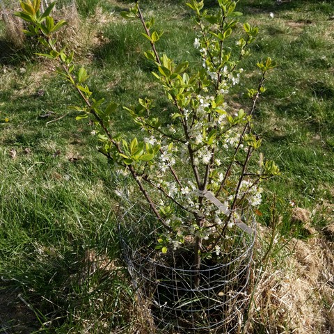 A photo of a brooks plum tree that was planted 1 year ago. It has a wire fence hoop around it plus chicken wire to keep nosy geese out. It is almost done blooming but had several dozen blooms.