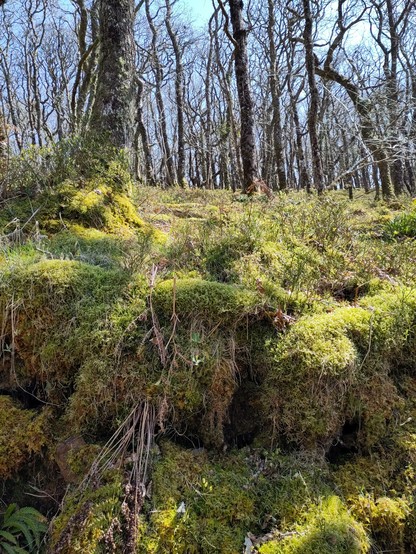 Moss-covered bank below woodland of narrow, scruffy trees. Partially sunlit with some blue sky showing.