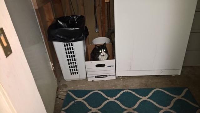 My most dearly missed tuxedo cat Archimedes sitting in a banker box next to the washing machine.