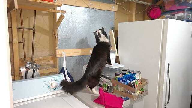 My tuxedo cat Archimedes standing on a plastic dresser, scouting out options for jumping up to the ceiling