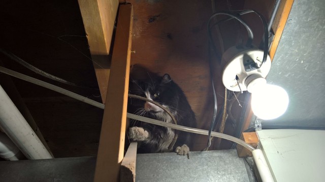 My tuxedo cat Archimedes on top of the HVAC.