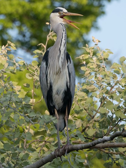 Ein Graureiher sitzt auf einem hohen Ast, er hat seinen Schnabel weit geöffnet und die Zunge herausgestreckt
A grey heron sits on a high branch, his beak wide open and his tongue sticking out