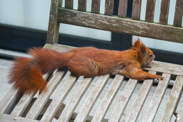 Ein rotes Eichhörnchen liegt ausgestreckt auf einem Holzstuhl.