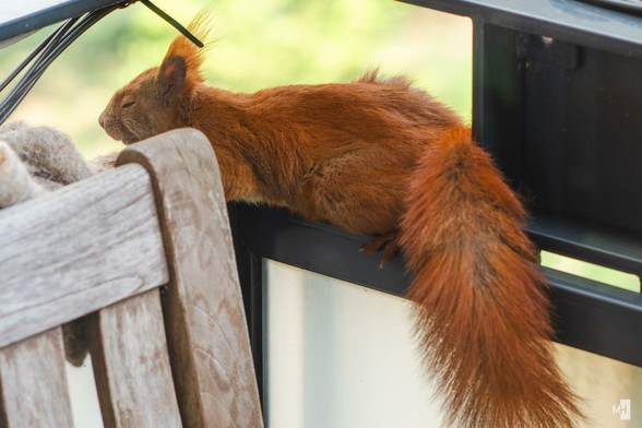 Ein rotes Eichhörnchen liegt dösend auf einer Balkonbalustrade aus Metall.