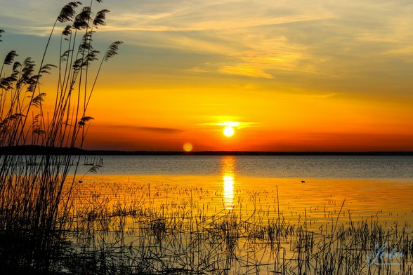 Insel Usedom - Meer im Sonnenuntergang, im Vordergrund Schilf Streifen und 2 Enten im goldenen Teil des Wassers, im Hintergrund leicht bläulich gefärbter Himmel