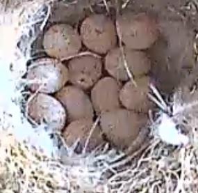 Twelve speckled eggs in a small bowl of grass and feathers