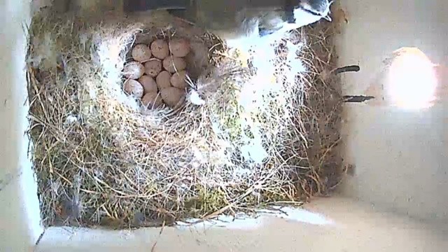 Wider view of nest with eggs and blue tit sat looking out the door