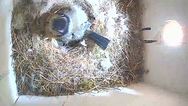 Bluetit sat on the eggs, cold again today