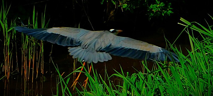 A Grey Heron just post take off, low over Bawsey Drain near King's Lynn.