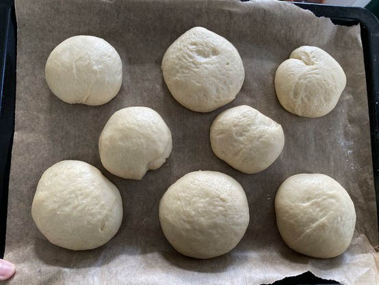 Eight cardamom buns on parchment paper, of different sizes that are going to the oven to become semlor, which are Swedish buns with a filling of almond paste and whipped cream.