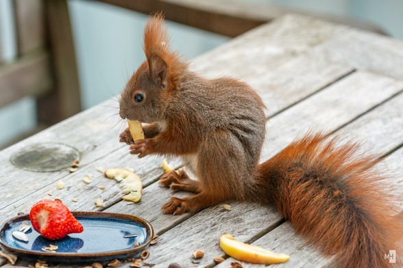 Ein Baby Eichhörnchen sitzt mit einen Stück Apfel auf einem Holztisch.