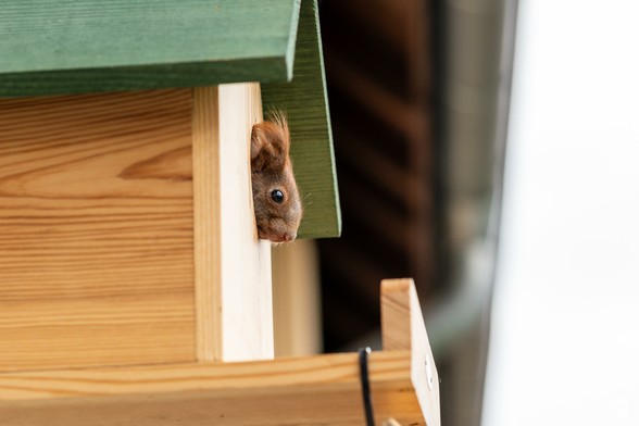 Ein Baby Eichhörnchen schaut mit dem Kopf aus einem Holzkobel.