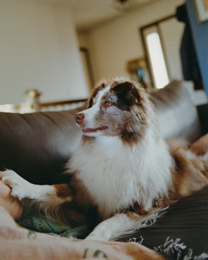A fluffy Australian Shepherd with a red merle coat is lying on a dark couch indoors, looking alertly to the left. One paw is gently resting on a person’s arm, and the background shows a softly lit home interior with muted tones